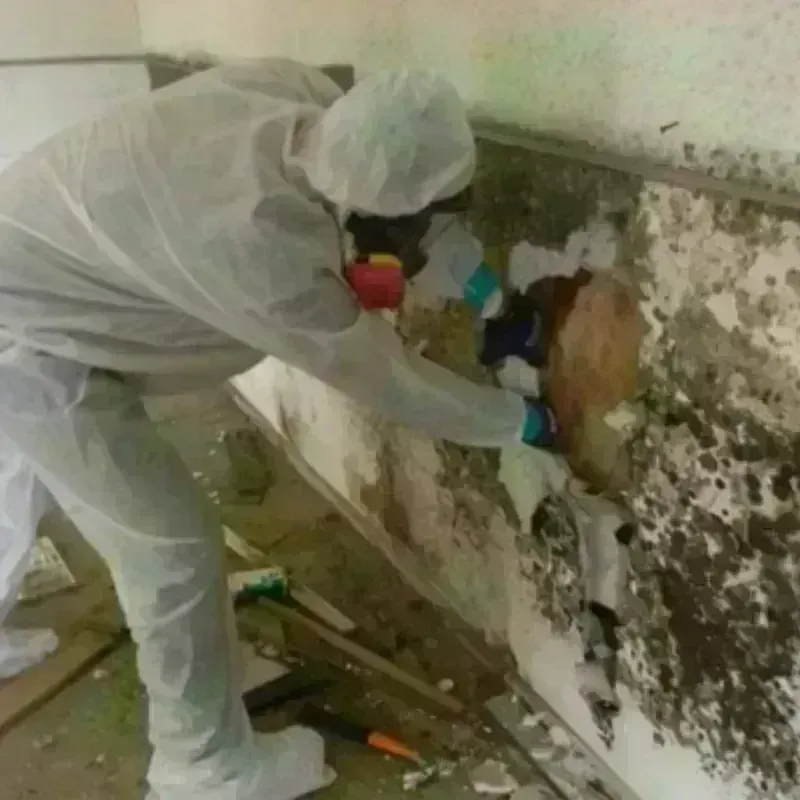 Mold Remediation and Removal in Hickam Field, HI